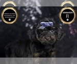 Small Photo #16 YorkiePoo Puppy For Sale in WARSAW, IN, USA