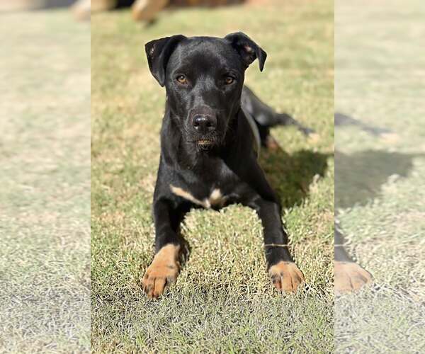 Medium Photo #8 Mutt Puppy For Sale in Greenville, SC, USA