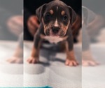 Small Photo #2 American Bully Puppy For Sale in SMYRNA, GA, USA