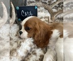 Small #6 Cavalier King Charles Spaniel