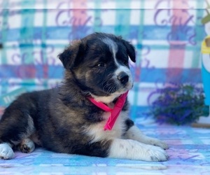 Border Collie-Unknown Mix Puppy for sale in LANCASTER, PA, USA