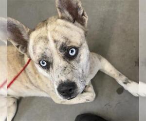 American Pit Bull Terrier-Siberian Husky Mix Dogs for adoption in Camarillo, CA, USA