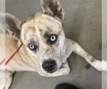 Small American Pit Bull Terrier-Siberian Husky Mix