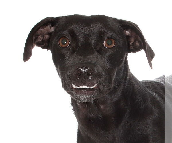 Medium Photo #2 Spaniel-Unknown Mix Puppy For Sale in Oakland Park, FL, USA