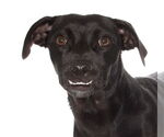 Small #1 Spaniel Mix