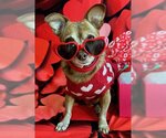 Small Photo #5 Chihuahua-Unknown Mix Puppy For Sale in Arlington, VA, USA