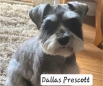 Small Photo #1 Schnauzer (Miniature) Puppy For Sale in CHESAPEAKE, VA, USA