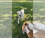 Small #1 Chihuahua Mix