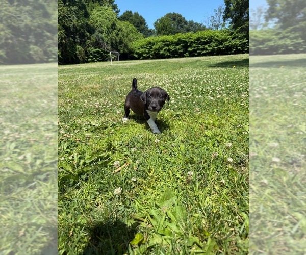 Medium Photo #4 American Pit Bull Terrier Puppy For Sale in BROCKTON, MA, USA