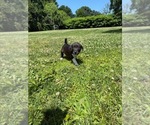Small #3 American Pit Bull Terrier