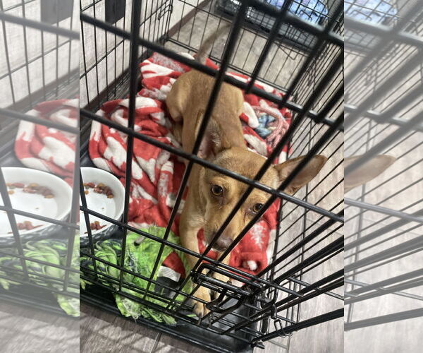 Medium Photo #2 Chihuahua Puppy For Sale in McKinney, TX, USA