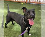 Small #1 Bull Terrier Mix