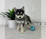 Small #1 Pomsky