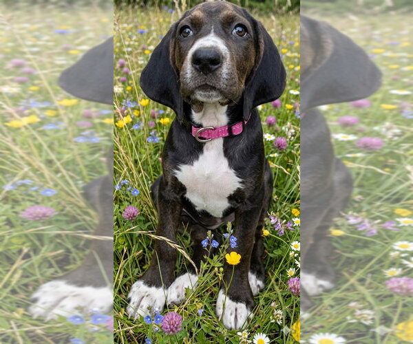Medium Photo #8 American Foxhound-Unknown Mix Puppy For Sale in Cary, NC, USA