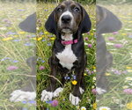 Small #7 American Foxhound Mix