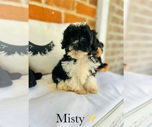 Cockapoo Puppy for sale in MURFREESBORO, TN, USA