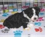 Small #12 Maltipoo