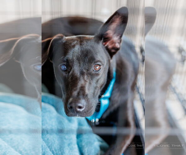 Medium Photo #2 Huskies -Labrador Retriever Mix Puppy For Sale in The Woodlands, TX, USA