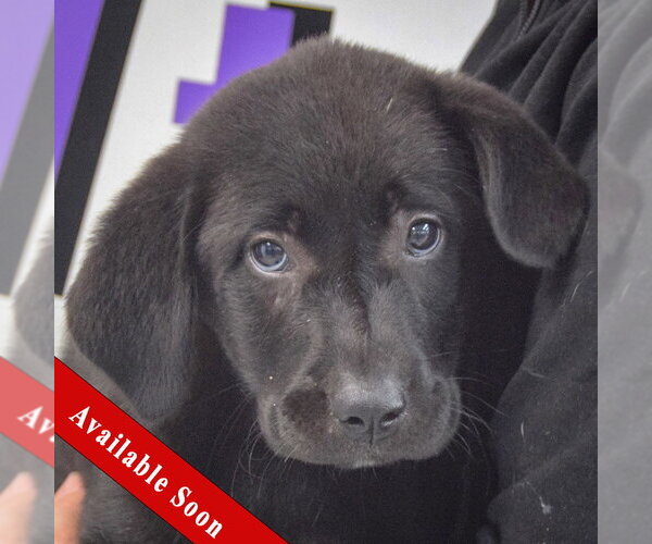 Medium Photo #1 Pyrenees Border Collie Puppy For Sale in Huntley, IL, USA