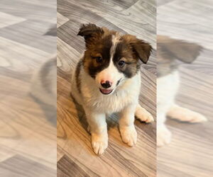 Border Collie-Unknown Mix Dogs for adoption in Plainfield, IL, USA