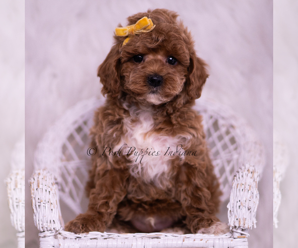 Medium Photo #2 Poodle (Toy) Puppy For Sale in WARSAW, IN, USA