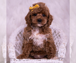 Small Photo #98 Poodle (Toy) Puppy For Sale in WARSAW, IN, USA