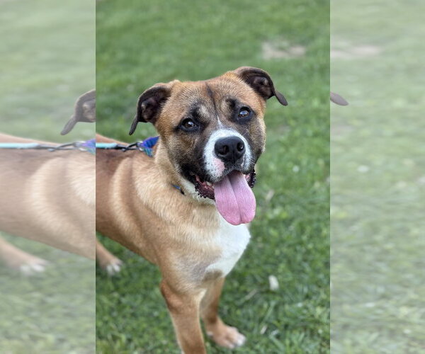Medium Photo #3 Mutt Puppy For Sale in Spring Lake, NJ, USA
