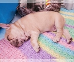 Small Photo #13 French Bulldog Puppy For Sale in PIONEER, CA, USA