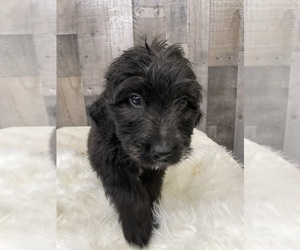Bernedoodle Puppy for sale in PRESCOTT, WA, USA
