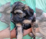 Small Photo #5 Aussiedoodle Puppy For Sale in ARCHDALE, NC, USA