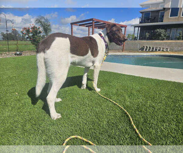 Medium Photo #4 Labrador Retriever-Unknown Mix Puppy For Sale in Clovis, CA, USA