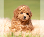 Small #5 Maltipoo (Miniature)