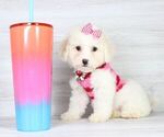 Small Photo #23 Maltipoo Puppy For Sale in LAS VEGAS, NV, USA