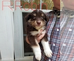 Puppy Robin Australian Shepherd
