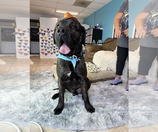 Medium Photo #5 Mastiff Puppy For Sale in Goodyear, AZ, USA