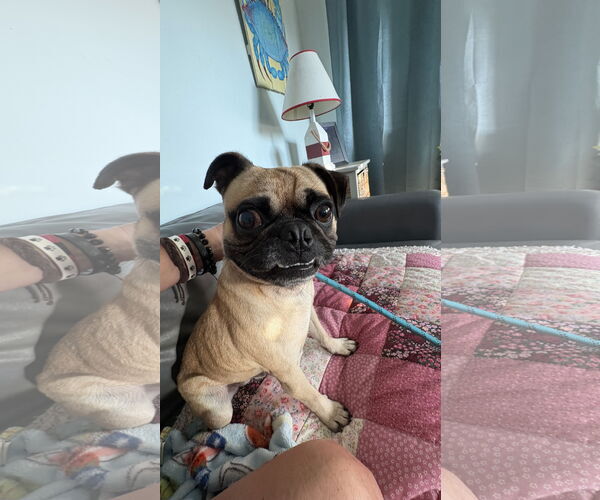 Medium Photo #3 Pug Puppy For Sale in Gulfport, MI, USA