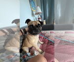 Small #2 Pug