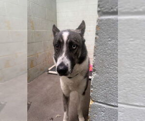 Gerberian Shepsky Dogs for adoption in Stockton, CA, USA
