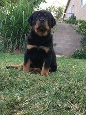Rottweiler Puppy for sale in LAS VEGAS, NV, USA