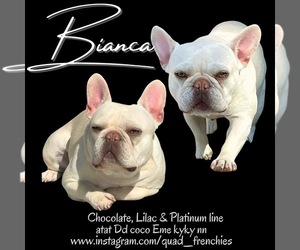 Mother of the French Bulldog puppies born on 11/22/2021