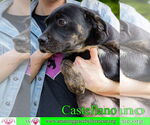 Small #11 Rottweiler-American Pit Bull Terrier