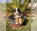 Small Photo #2 Bernese Mountain Dog Puppy For Sale in MIDDLEBURY, IN, USA