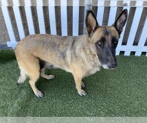 German Shepherd Dog-Unknown Mix Dogs for adoption in Modesto, CA, USA