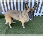 Small German Shepherd Dog Mix