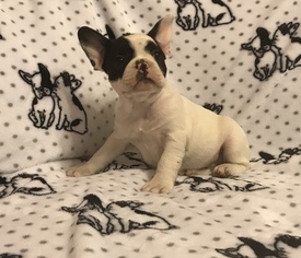 French Bulldog Puppy for sale in ROGERSVILLE, MO, USA