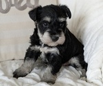 Puppy Hazel Schnauzer (Miniature)