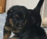 Puppy Shadow Shepweiller