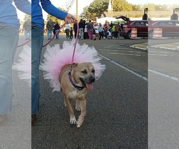Medium Photo #3 American Pit Bull Terrier-Unknown Mix Puppy For Sale in Monticello, MS, USA