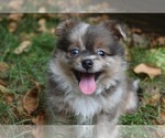 Small Photo #3 Shiranian Puppy For Sale in DINWIDDIE, VA, USA