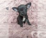 Small Photo #2 Chihuahua Puppy For Sale in LINCOLNTON, NC, USA